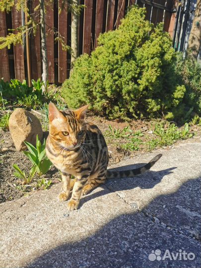 Бенгальский кот