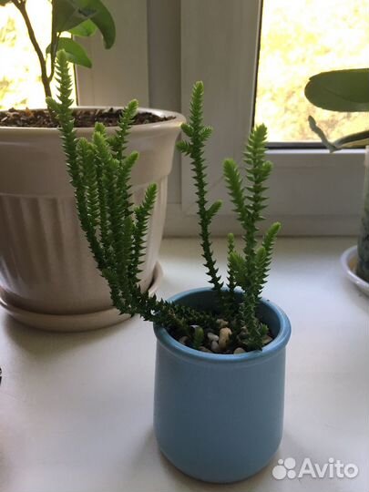 Красула плауновидная, сансевиерия, алоэ