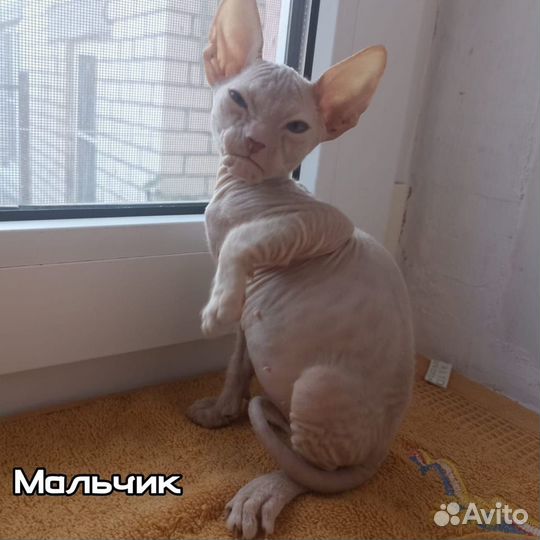 Котята донской сфинкс