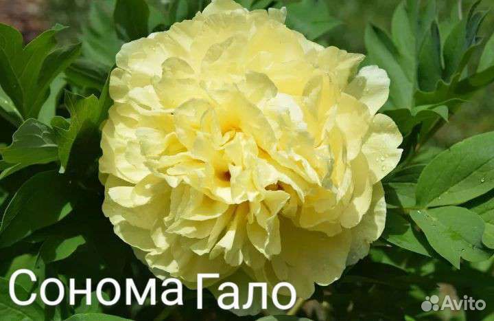 Пионы саженцы