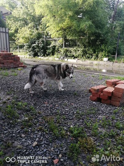 Собаки бесплатно в добрые руки