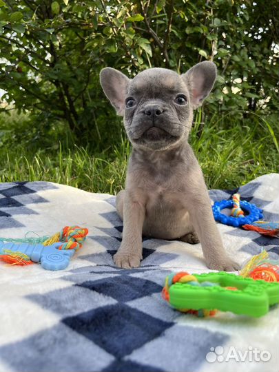 Французский бульдог мальчики