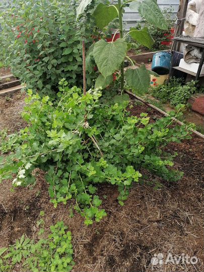 Саженцы слива/крыжовник