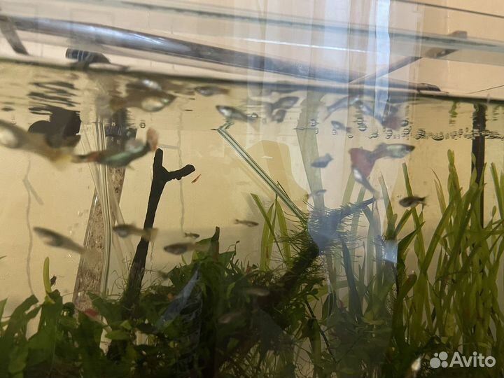 Аквариумные рыбки гуппи