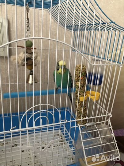 Передержка грызунов и птиц