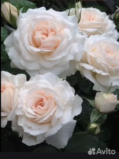 Розы крупноцветковые весна'24 - 8 сортов