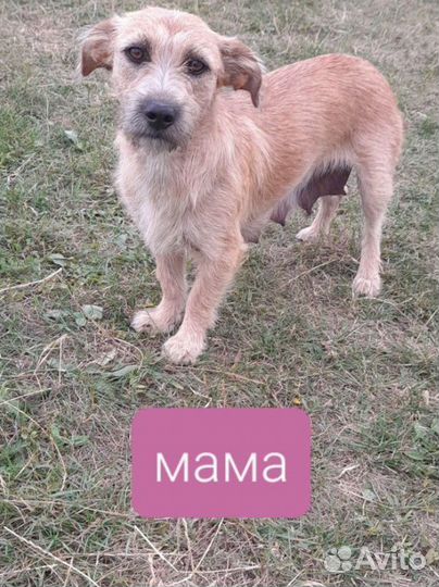 Щенки стаффа + дворняшка