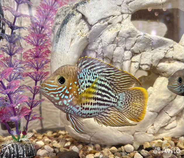 Акара бирюзовая