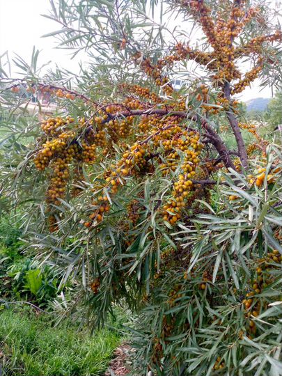 Дача 10 м² на участке 4 сот.