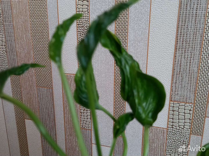 Эпипремнум Годзила