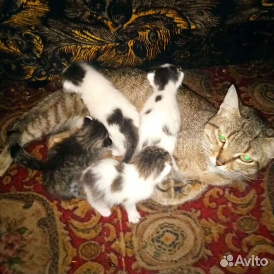 Котята отдам котят