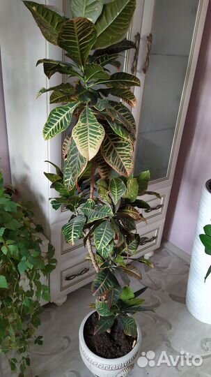 Драцена, роициссус, замиокулькас, фикус, кротон