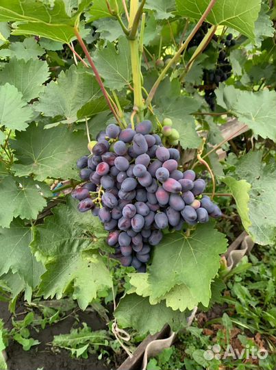 Рассада винограда