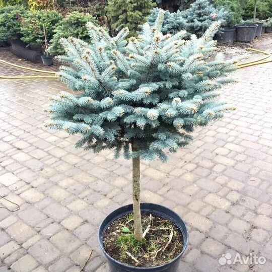 Ель голубая Глуока Picea Glauca на штамбе