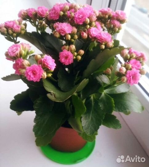 Каланхое каландива