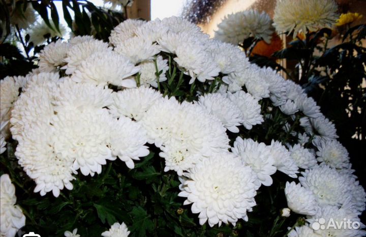 Хризантемы, сентябринки