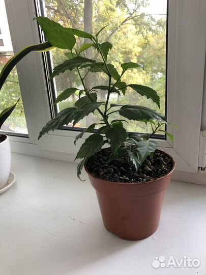 Гибискус китайская роза