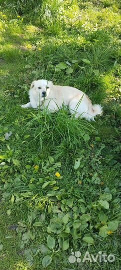 Дружок-звонок