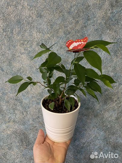 Фикус Бенджамина