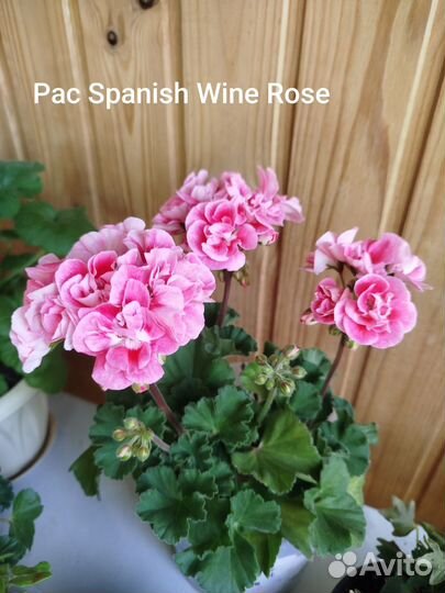 Пеларгонии сортовые/герани