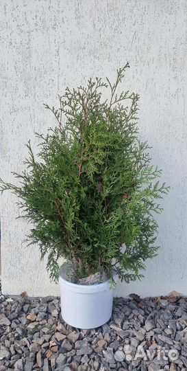 Туя западный Брабант
