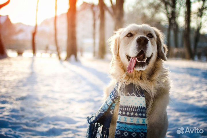 Кинолог, дрессировка, передержка