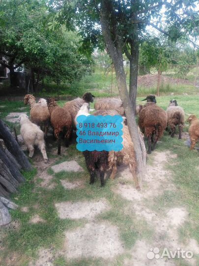 Курдючные бараны овцы