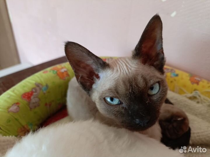 Котик Девон Рекс