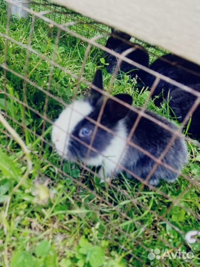 Карликовый кролик