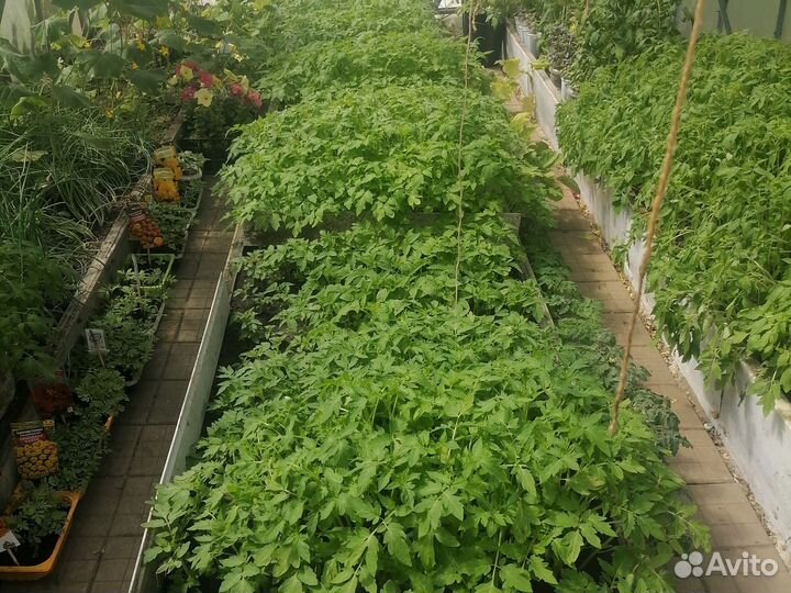 Рассада томатов