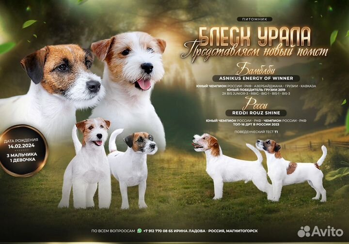 Щенок Джек Рассел терьер