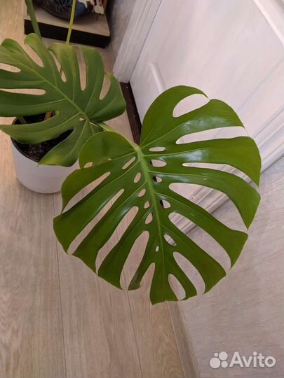 Монстера. Фикус