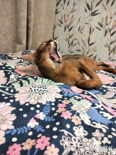 Чаузи котята