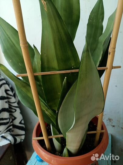 Сансевиерия муншайн детки
