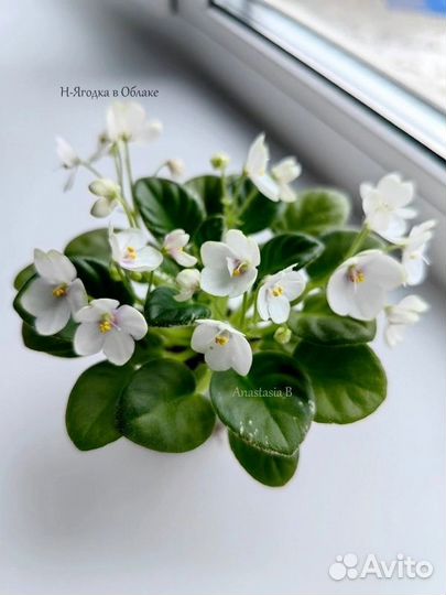 Сортовые фиалки цветущие