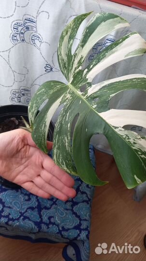 Монстера вариегатная альба