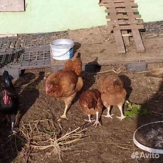 Куры молодки