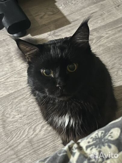 Кот мейн-кун Михаил ищет даму сердца