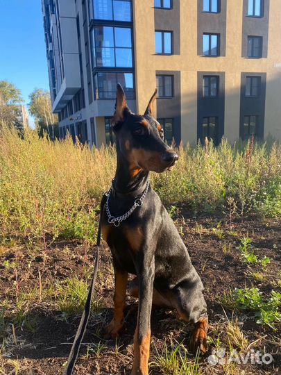 Щенок добермана