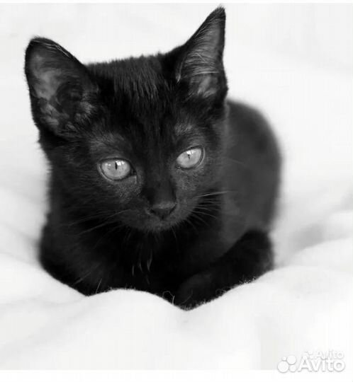 Очень умные котята в добрые руки