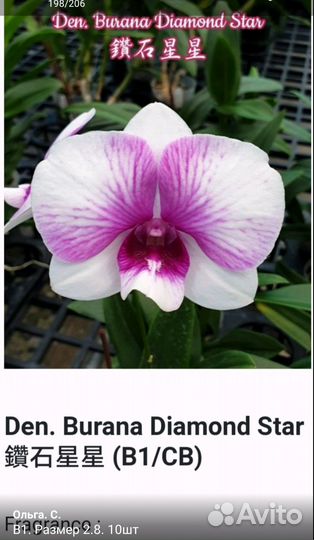 Дендробиум фаленопсис