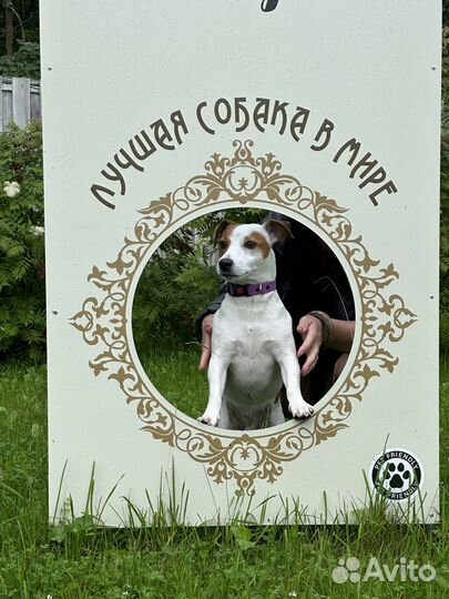 Вязка Джек Рассел