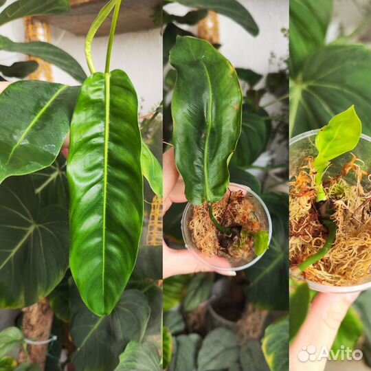 Комнатные растения ч.7