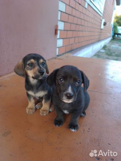 Такса смесь