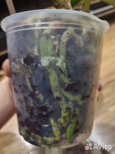 Орхидея Freeride