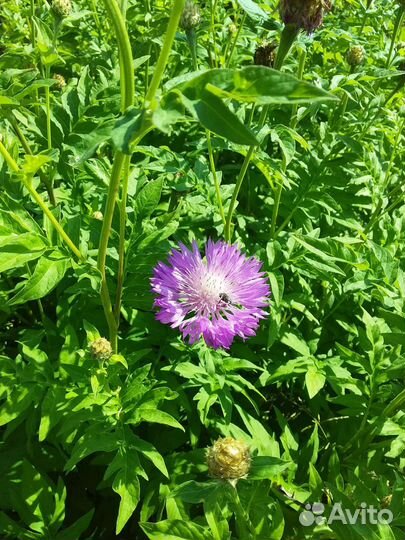 Многолетники