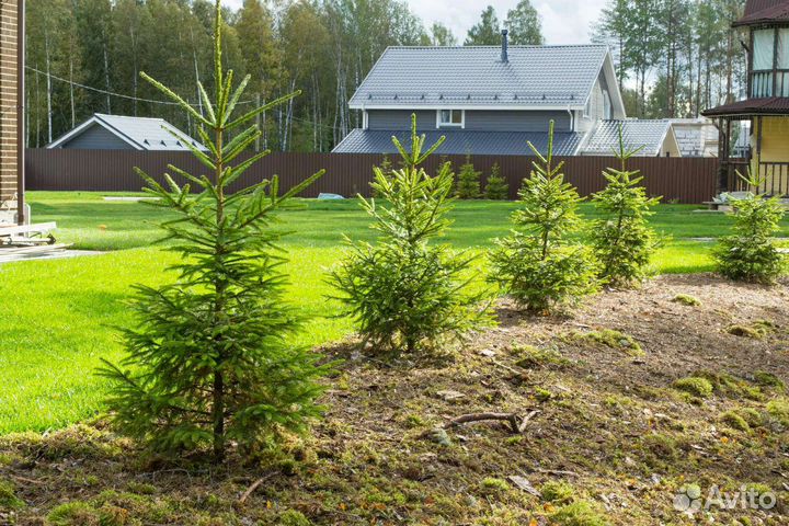 Саженцы Сибирской Ели