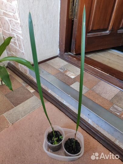 Эуфорбия(Молочай) и еще Пальма финиковая