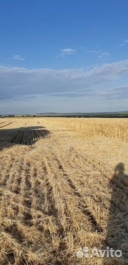 Пшеница 3класс