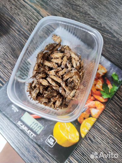 Сверчки домовые